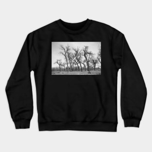 Winter Dance of the Tall Trees Crewneck Sweatshirt